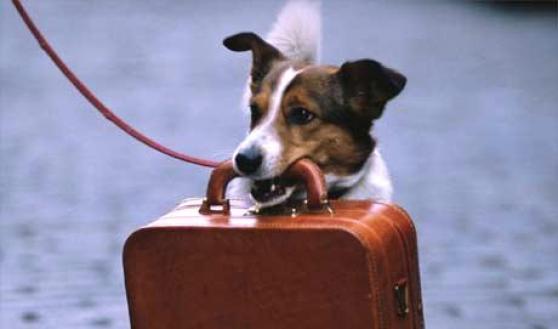  IN VACANZA CON GLI ANIMALI    